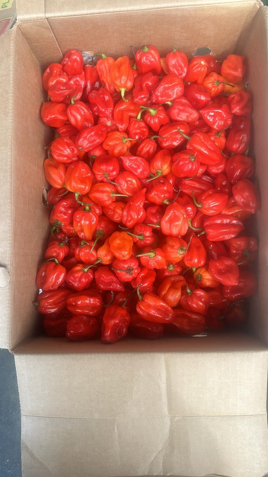 Habanero Hot Chili pepper