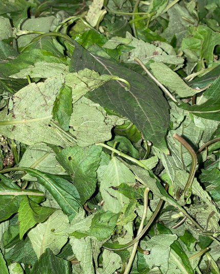 Fresh Scent leaves (Efinrin)