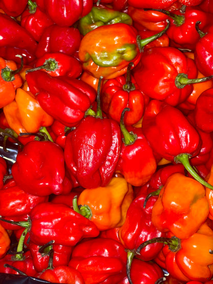 Habanero Hot Chili pepper