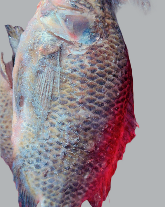 Tilapia Fish