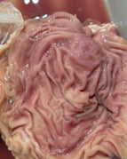 Stomach part of Abodi