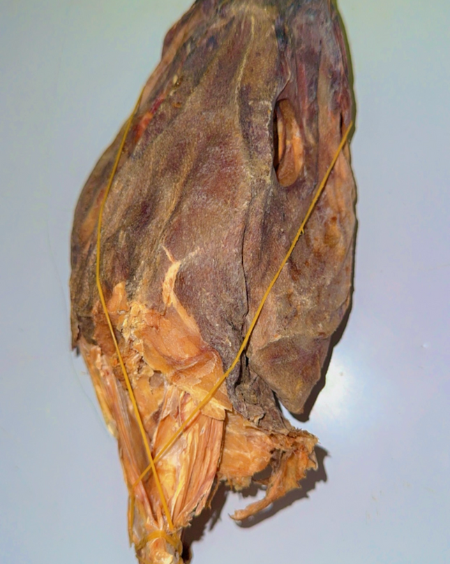 Stockfish Head