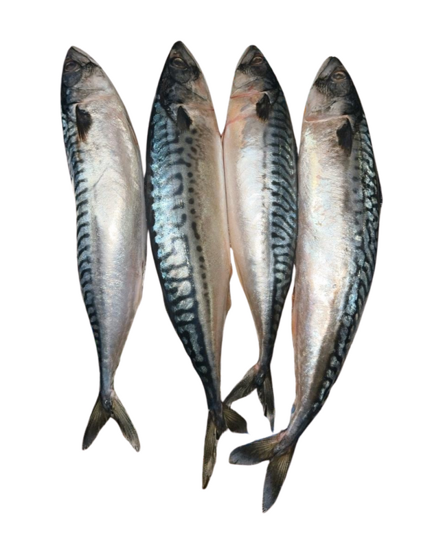 Mackerel Fish/ Tituso