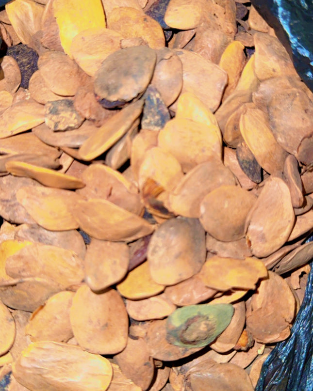 Abere seeds
