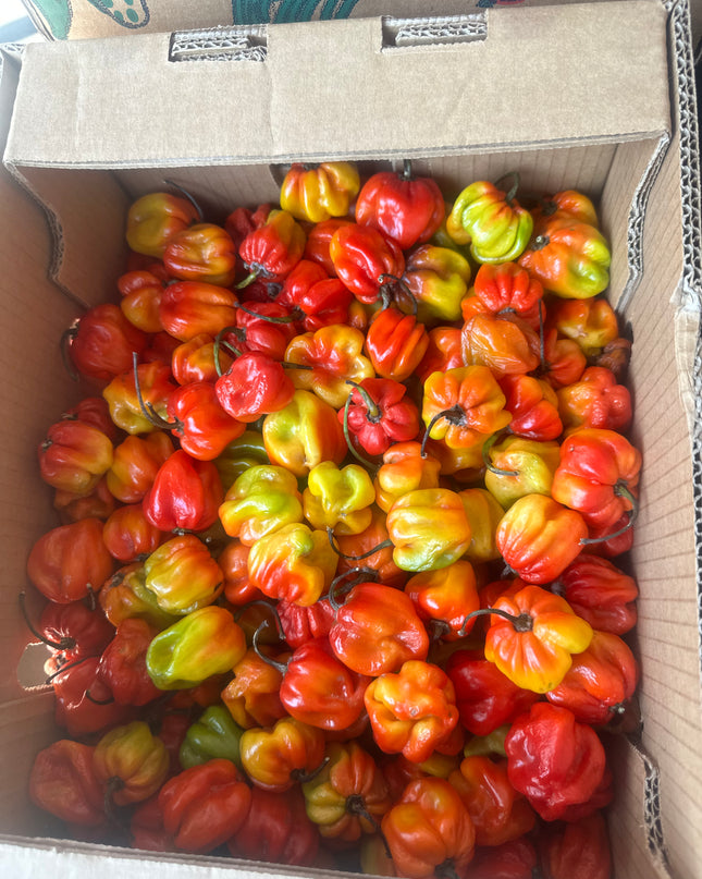 Habanero Pepper/ Ata Rodo