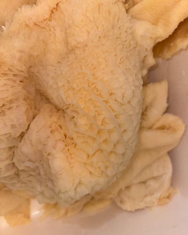 Beef Tribe/ HoneyComb/ shaki