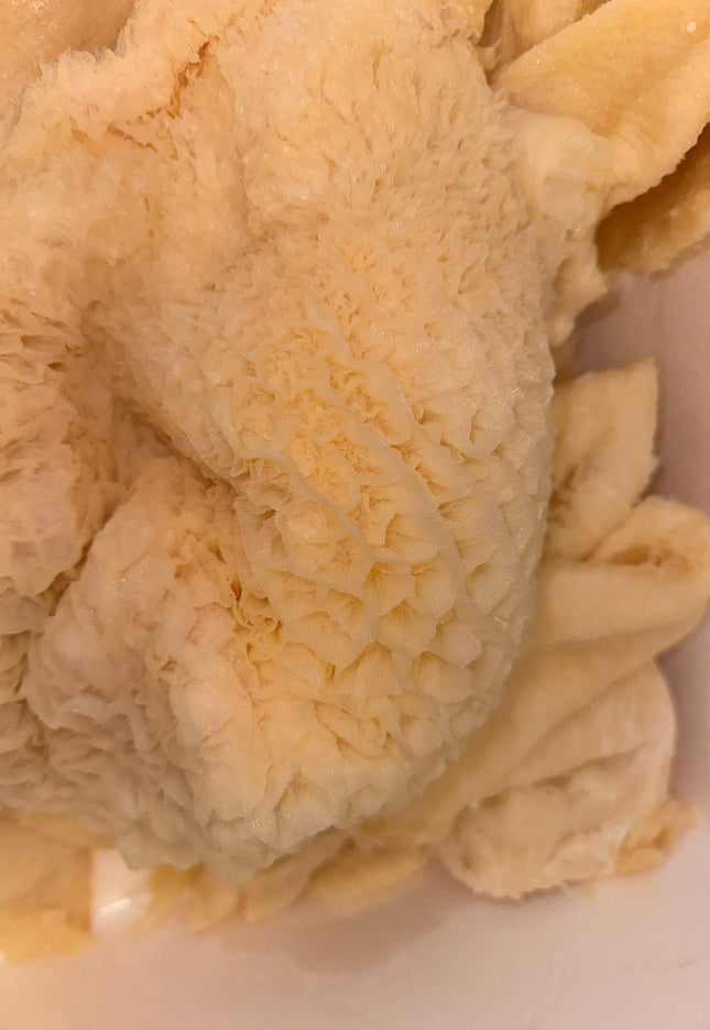 Beef Tribe/ HoneyComb/ shaki