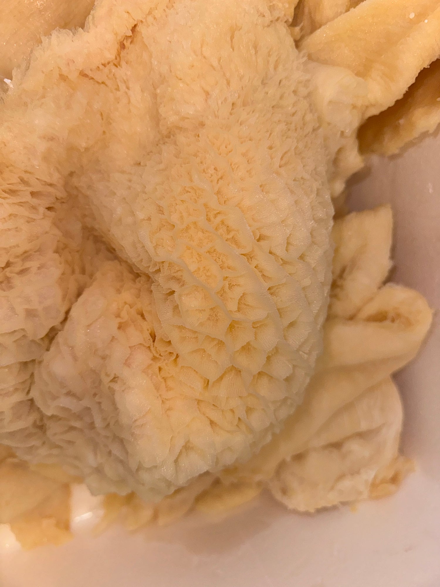 Beef Tribe/ HoneyComb/ shaki