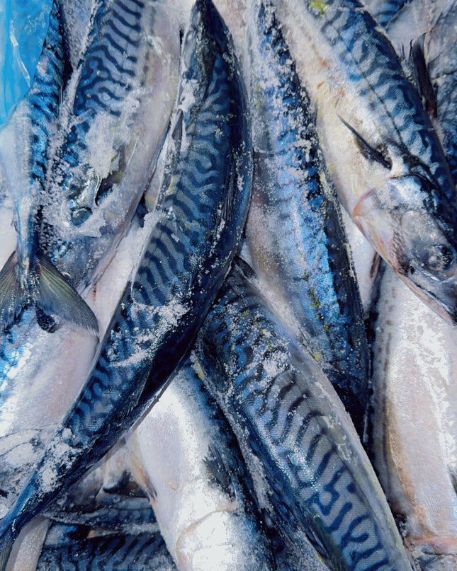 Mackerel Fish/ Tituso