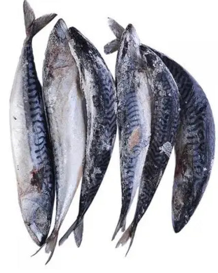 Mackerel Fish/ Tituso