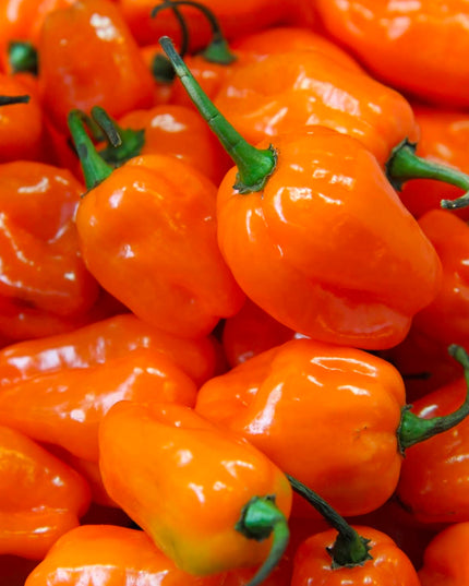 Yellow Habanero