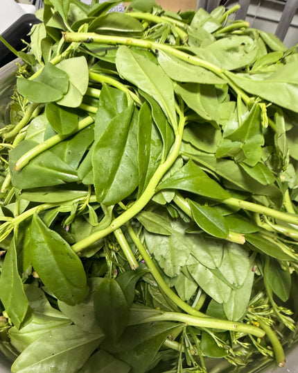 Fresh water leaf