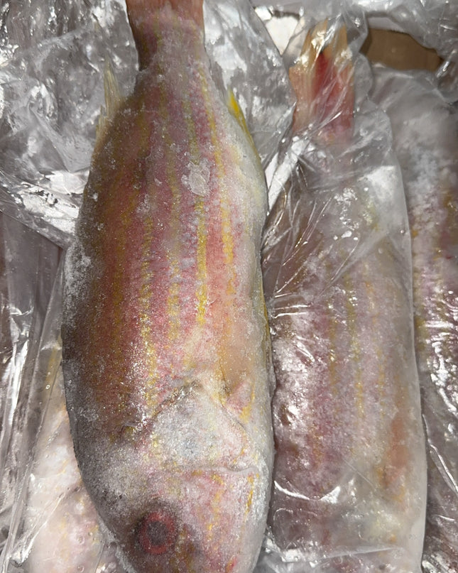 Red Snapper