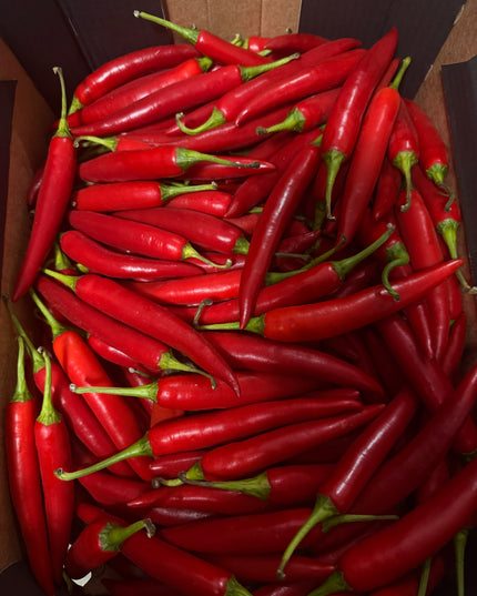 Long chili pepper (Shombo)