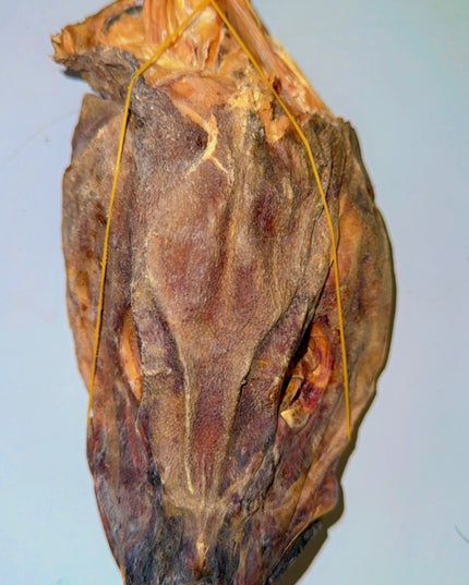 Stockfish Head