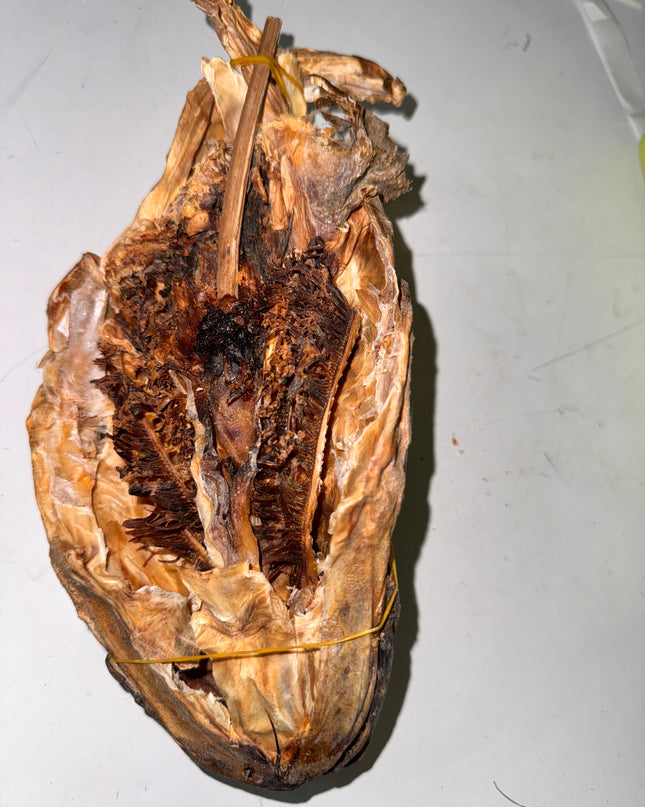 Stockfish Head