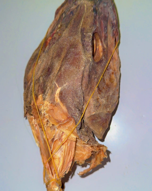Stockfish Head