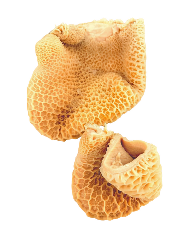 Beef Tribe/ HoneyComb/ shaki