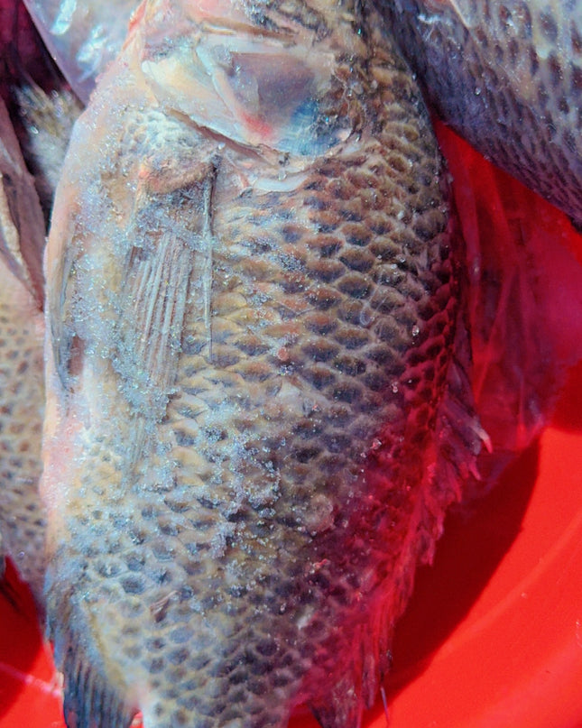 Tilapia Fish