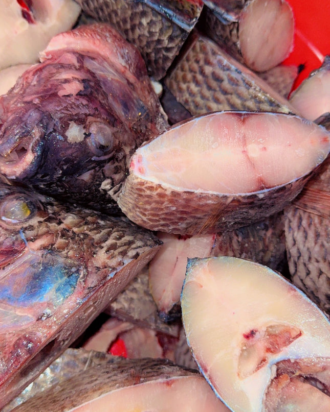 Tilapia Fish