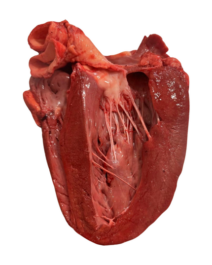 Beef Heart (fresh) 3LB