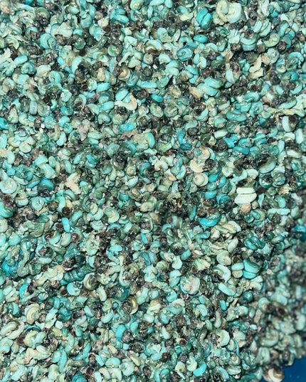 Periwinkle 250G