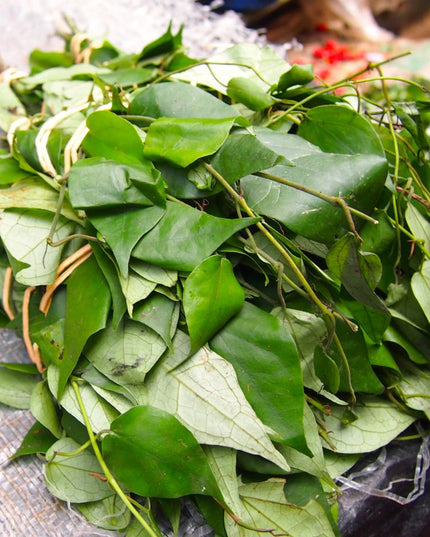 Fresh unwashed uziza leave