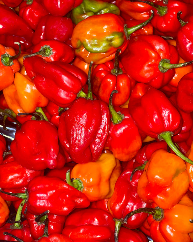 Habanero Pepper/ Ata Rodo