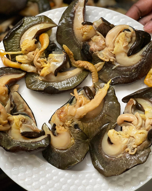Snail Large