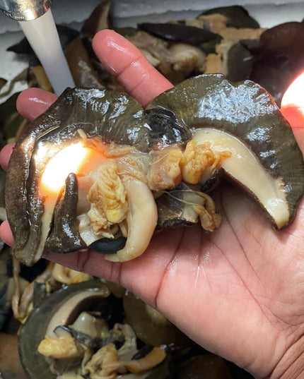 Snail Large