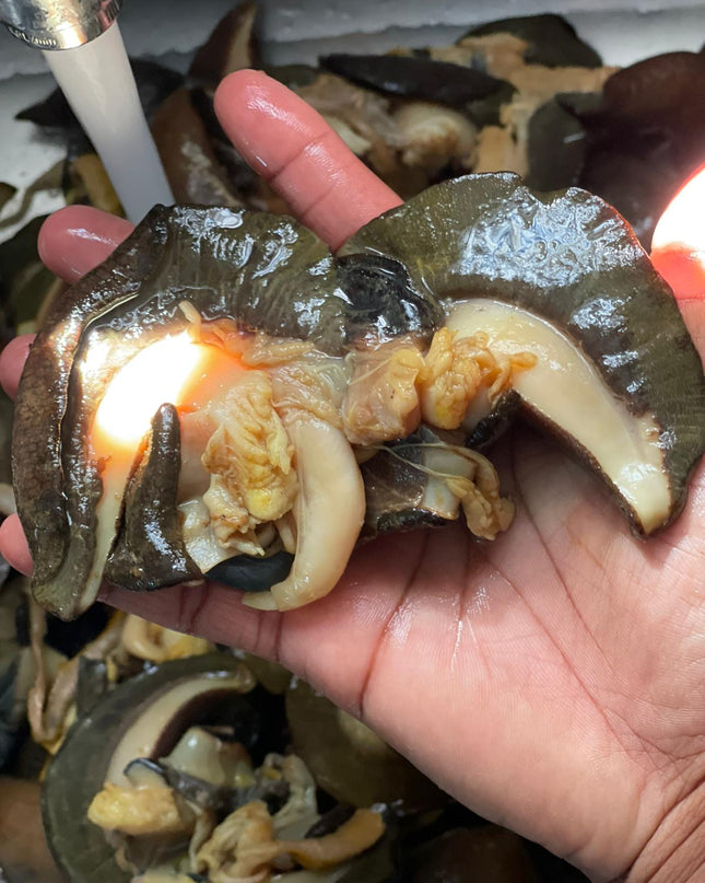 Snail Large
