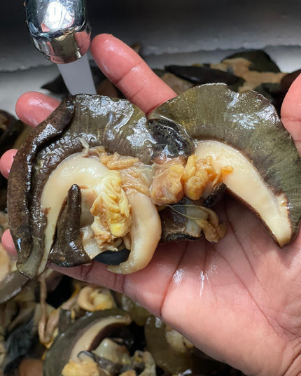 Snail Large